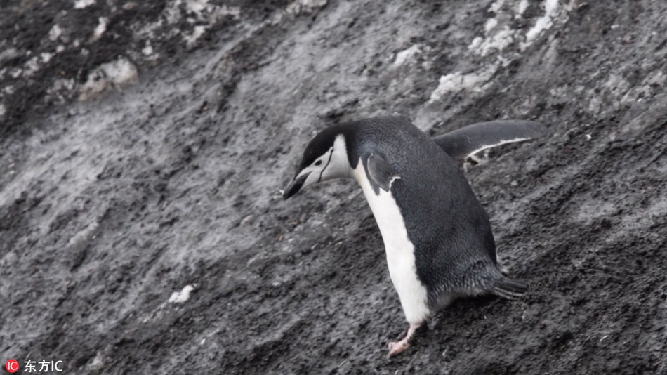 Thoạt nhìn, chim cánh cụt thực sự giống như vận động viên trượt tuyết, động tác của nó chẳng khác nào đang chuẩn bị một cú bật nhảy ấn tượng.
