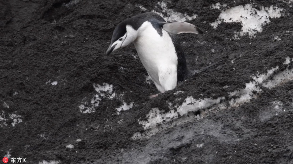 Thời điểm nhiếp ảnh gia tác nghiệp, những con chim cánh cụt đáng yêu bắt đầu di chuyển xuống dưới chân núi. Tuy nhiên, do sườn núi trơn trượt, những con chim cánh cụt khá sợ hãi.