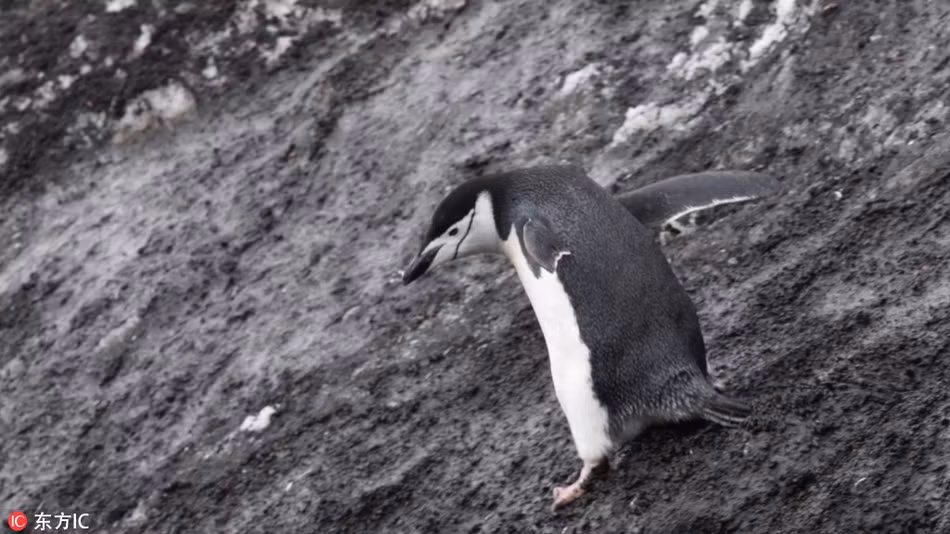 Thoạt nhìn, chim cánh cụt thực sự giống như vận động viên trượt tuyết, động tác của nó chẳng khác nào đang chuẩn bị một cú bật nhảy ấn tượng.