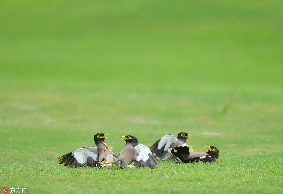 Chim sao chien dau tap the kich tinh tren san golf-Hinh-3