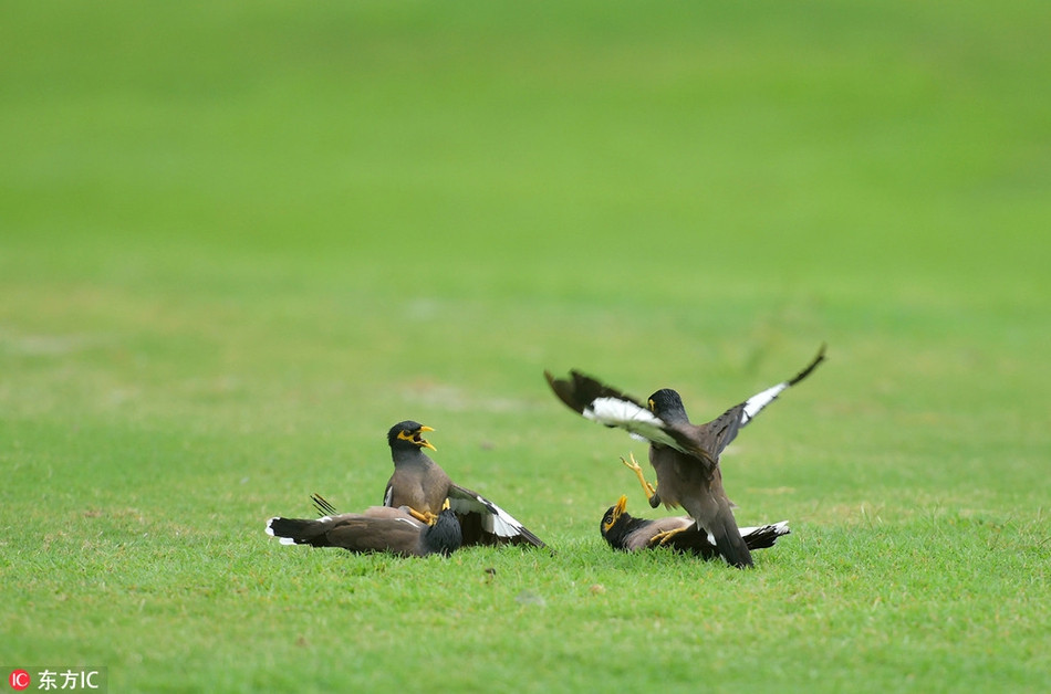 Chim sao chien dau tap the kich tinh tren san golf-Hinh-2