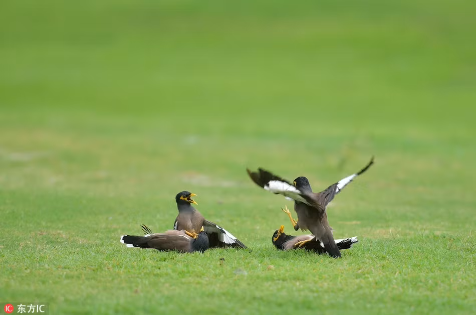 Chim sáo chiến đấu tập thể kịch tính trên sân golf - Hình 2 Chim sao chien dau tap the kich tinh tren san golf-Hinh-2