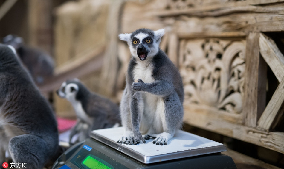 Tại sở thú Hagenbeck, Đức, con vượn cáo này cực kỳ bất mãn với chiếc cân, khuôn mặt của nó như muốn nói rằng chiếc cân này đã hỏng, nó không thể nào béo đến như vậy chỉ sau một mùa đông.