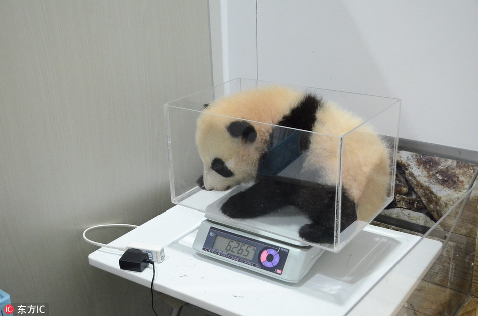 Gấu trúc con có vẻ an phận hơn, nó ngoan ngoan để các nhân viên cân sức khỏe. Có lẽ nó đã biết rằng, dù có béo đến mức nào, loài gấu trúc vẫn sẽ luôn đáng yêu, là những ngôi sao động vật trong vườn thú.