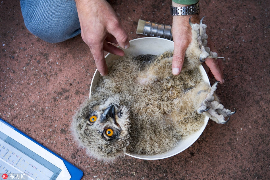 Một con cú ở Arnhem, Hà Lan bàng hoàng khi được thông báo số cân nặng mới.