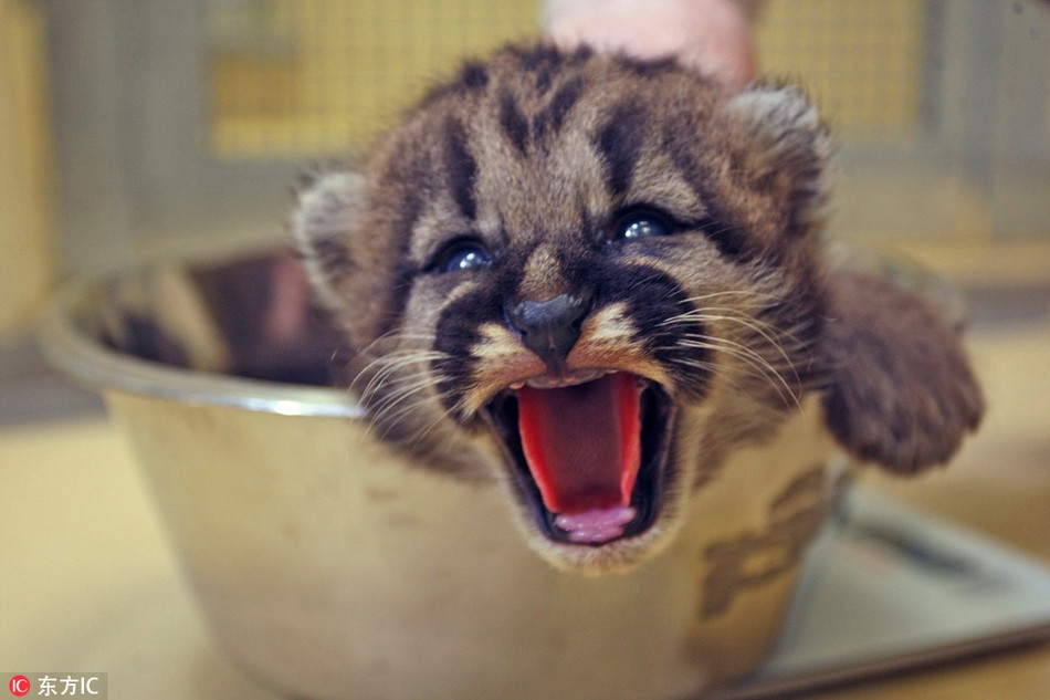 Trong ảnh là một con báo sư tử con đang bị cho lên cân. Dường như không hài lòng về chỉ số cân nặng của mình, nó gào thét, la lối đòi ra khỏi chiếc cân.