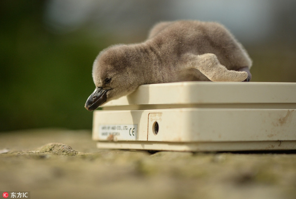 Vì muốn nhẹ cân hơn, thon thả hơn một chút, chú chim cánh cụt này thò cả cổ ra ngoài cân, mong giảm bớt trọng lượng cơ thể.