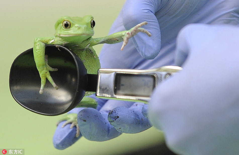 Đáng nói, trong quá trình cân sức khỏe, nhiều động vật tỏ thái độ ngượng ngùng, sợ hãi, thậm chí phản đối dữ dội. Trông biểu cảm của chúng hệt như biểu cảm của con người khi trót ăn quá nhiều, sợ bị cười chê vì tăng cân không kiểm soát.
