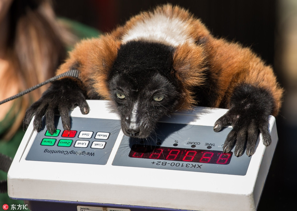 Vượn cáo ở sở thú London thì khó chịu ra mặt khi bị cân đi cân lại. Nó cố ý làm khó các nhân viên bằng cách không hợp tác.