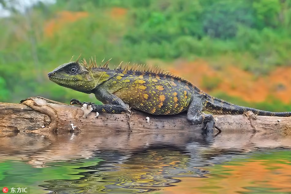 Buom xinh dep to gan dau tren mui ky da va phan ung la-Hinh-2