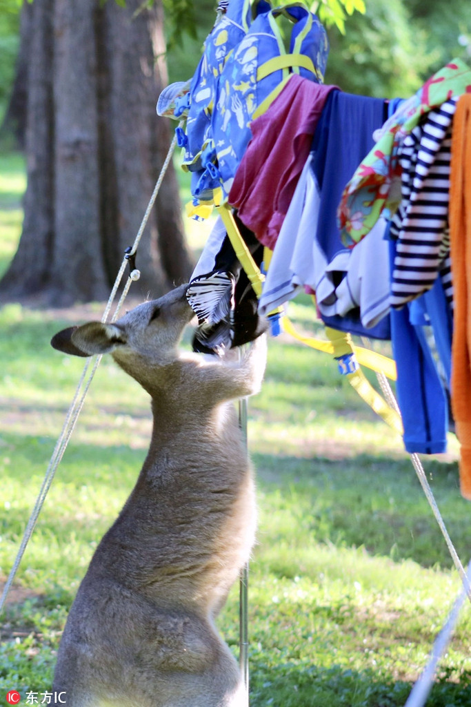 Tại công viên quốc gia Cattai, New South Wales, nhiếp ảnh gia Kathia Arrilucea đã ghi lại được khoảnh khắc kangaroo đang say mê với đống quần áo phụ nữ, trông nó giống như một kẻ trộm biến thái đang tận hưởng chiến lợi phẩm của mình.