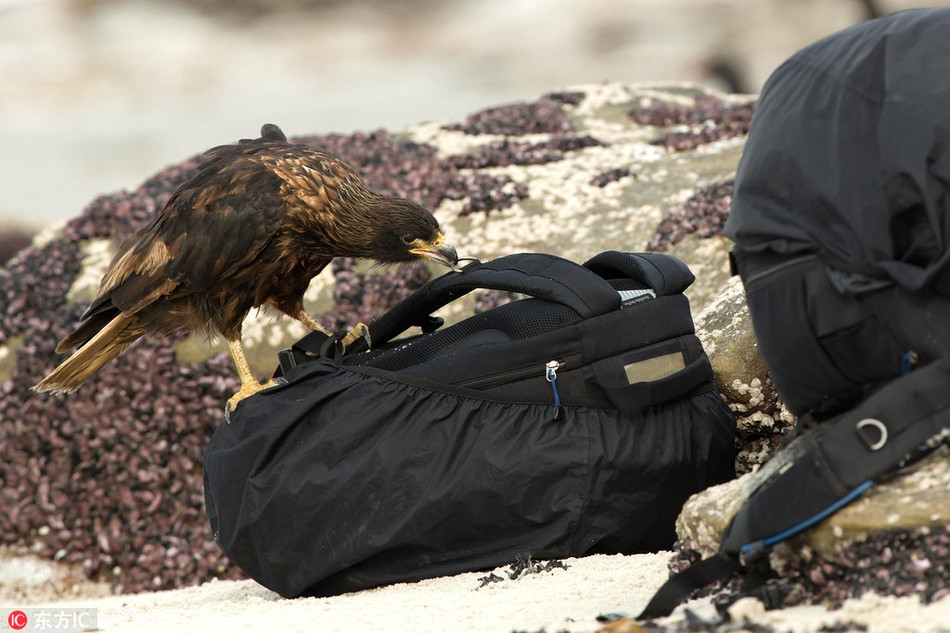 Nhiếp ảnh gia Dalia Kvedaraite bất ngờ ghi lại được hình ảnh một con chim ưng đuôi lửa theo dõi và cố gắng ăn cắp túi đựng máy ảnh của anh.
