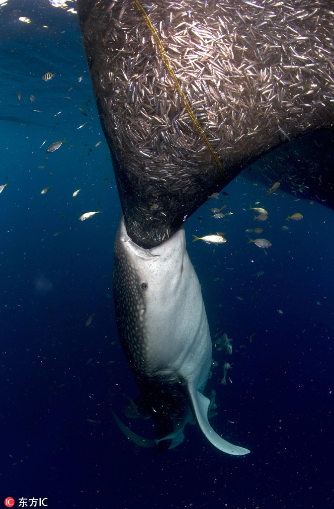 Nhiếp ảnh gia Michael Aw đã chụp được hình ảnh của cá mập voi khi nó đang cố ăn cắp cá của ngư dân tại vịnh Touwan, Indonesia.