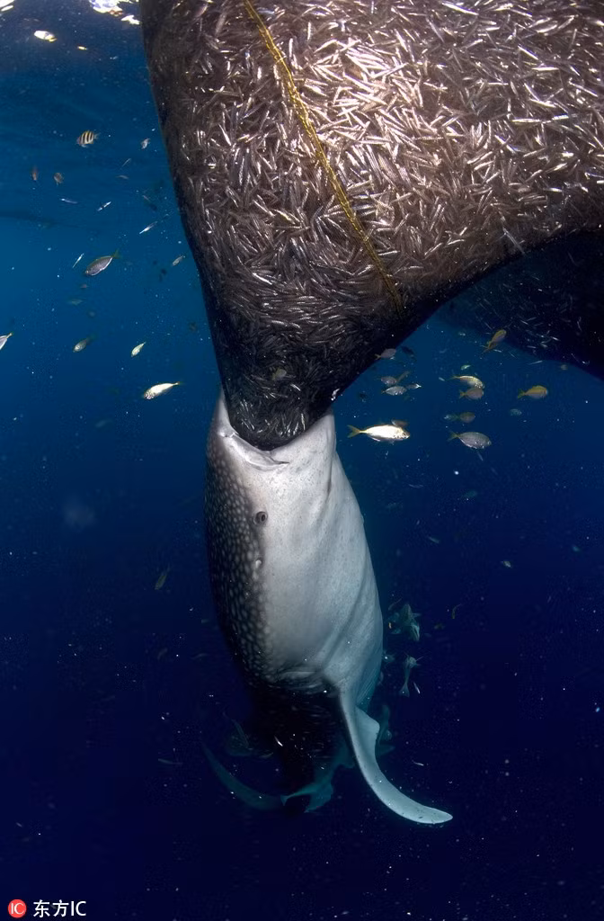 Nhiếp ảnh gia Michael Aw đã chụp được hình ảnh của cá mập voi khi nó đang cố ăn cắp cá của ngư dân tại vịnh Touwan, Indonesia.