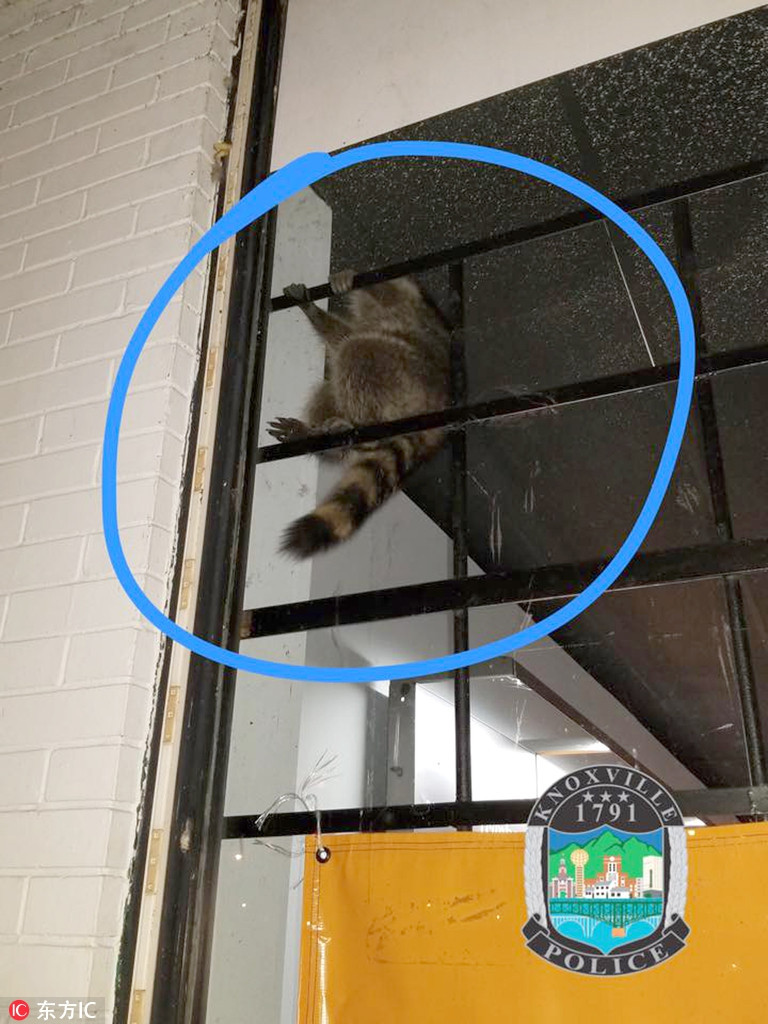 Gấu mèo lẻn vào một cửa hàng điện thoại di động ở Knoxville, Tennessee và vô tình khiến chuông báo động kêu. Nó đã đánh động tới cả cảnh sát và hình ảnh này có lẽ là hình ảnh ngượng ngùng nhất của con gấu mèo.
