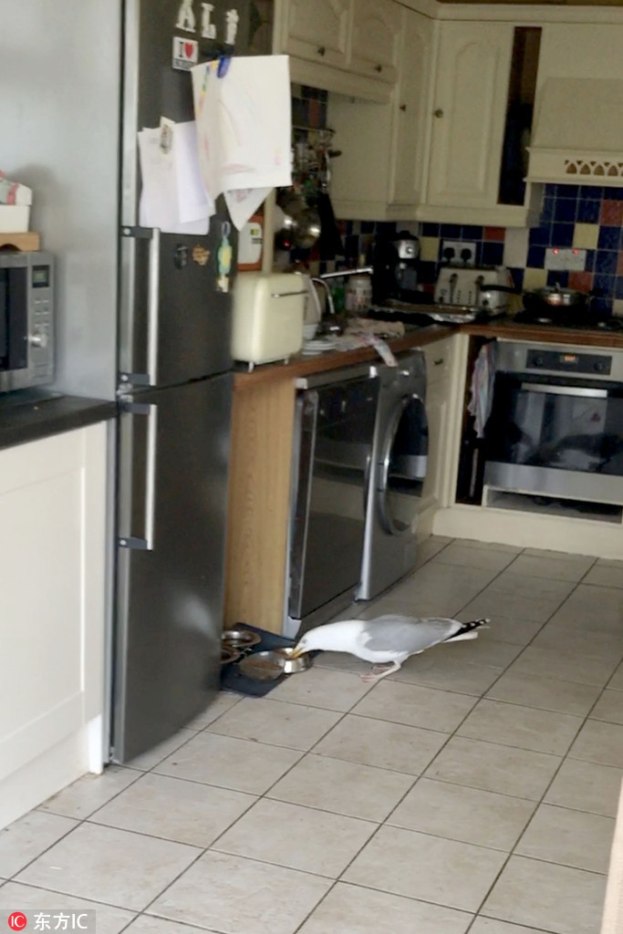 Con chim biển này đã cố gắng ăn trộm thức ăn của mèo cưng nhà anh Martin Farrington ở Anh. Nó ăn trộm thường xuyên đến mức trở thành khách quen của cả anh Martin lẫn mèo cưng.