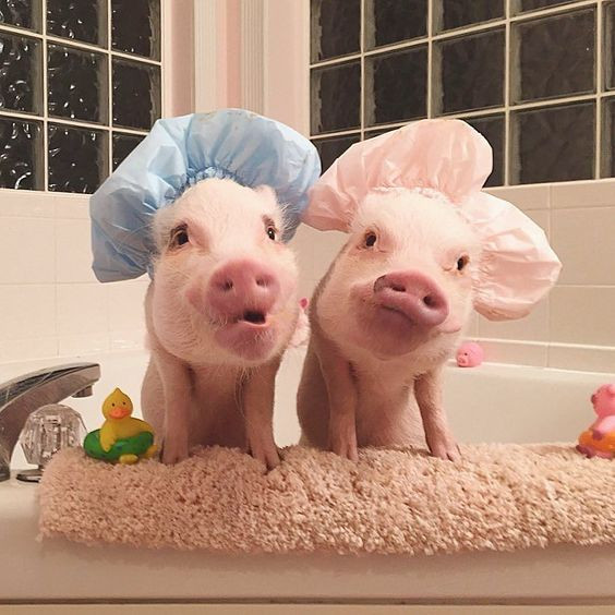 Khi đi tắm, những chú lợn có bồn tắm, khăn trùm đầu, vịt cao su, khăn tắm riêng, hưởng thụ một cuộc sống sang chảnh không thua gì các ngôi sao động vật khác.