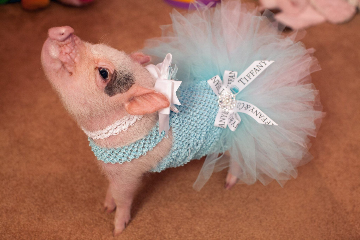 Cũng theo phong cách công chúa, thế nàng lợn này lại yêu thích màu xanh giống như chiếc váy nổi tiếng của nàng Lọ Lem.