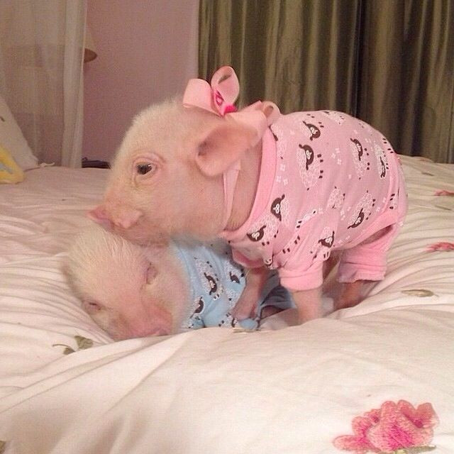 Ngay cả đồ mặc nhà, những chú lợn cũng được chủ nhân chăm chút, đổi phong cách liên tục.