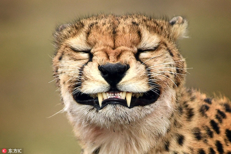 Báo đốm chán ngán với những bức ảnh đẹp quên sầu của mình, nó quyết định sẽ làm mặt thật xấu để gây sự chú ý, tạo hình ảnh mới.