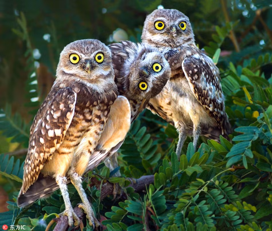 Để trở nên nổi bật hơn đồng loại, con cú này đã chơi chiêu độc, nó lộn ngược cả nửa người trên, khiến bức ảnh trở nên thú vị.