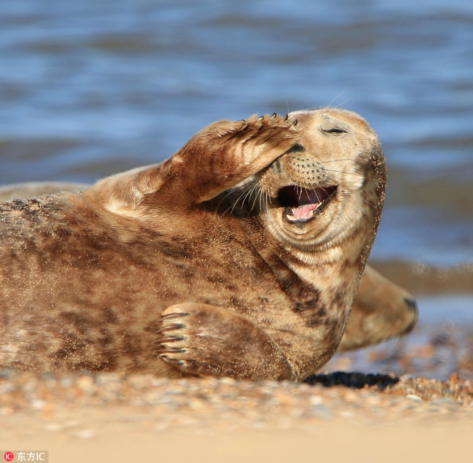 Giả vờ ngượng ngùng trước ống kính nhiếp ảnh, con hải cẩu này thực sự xứng đáng là bậc thầy người mẫu trong vương quốc động vật.