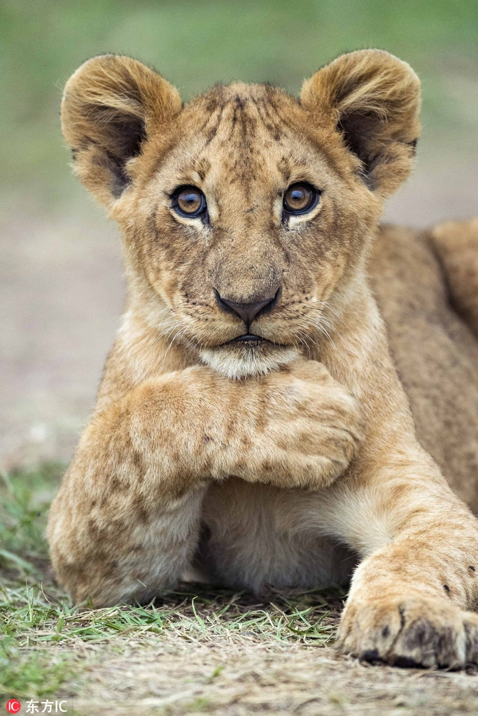 Không bắt chước cha mình, con sư tử này lại tạo dáng theo những người mẫu quảng cáo chuyên nghiệp.