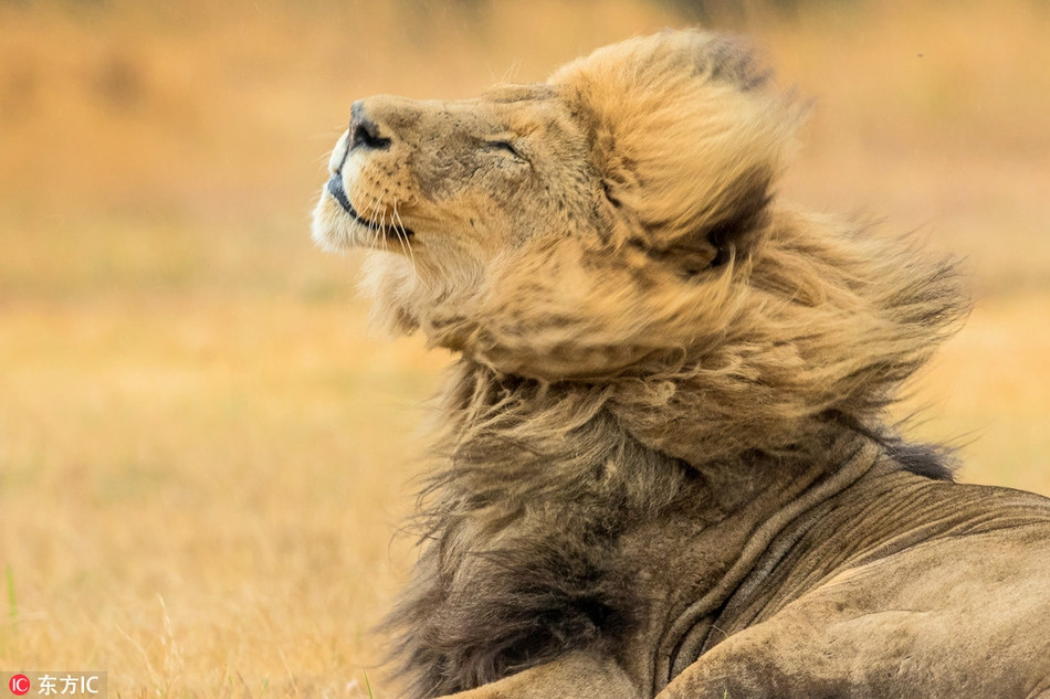 Không cần phải mất công nghĩ dáng, sư tử đực kiêu hùng chỉ cần ngẩng mặt lên đầy tự hào, đón lấy làn gió nhẹ, nó đã có bức ảnh đẹp xuất thần như tranh vẽ.