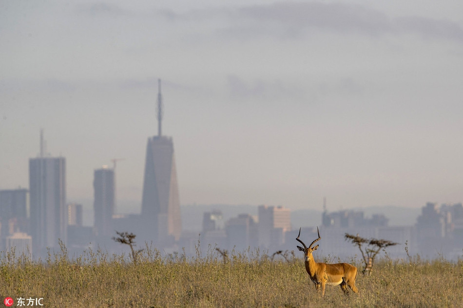 Hinh anh dong vat that ngo nhu sieu thuc, ai cung choang-Hinh-4
