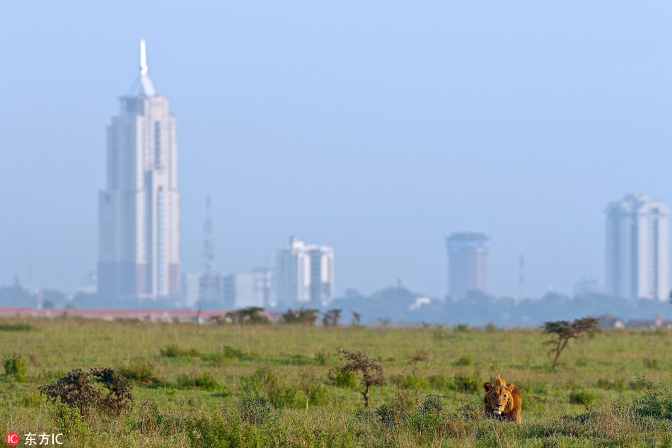 Hinh anh dong vat that ngo nhu sieu thuc, ai cung choang-Hinh-2