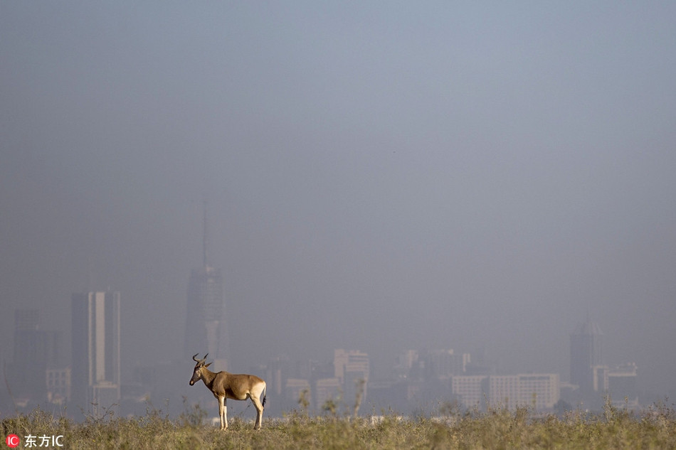 Hinh anh dong vat that ngo nhu sieu thuc, ai cung choang-Hinh-5