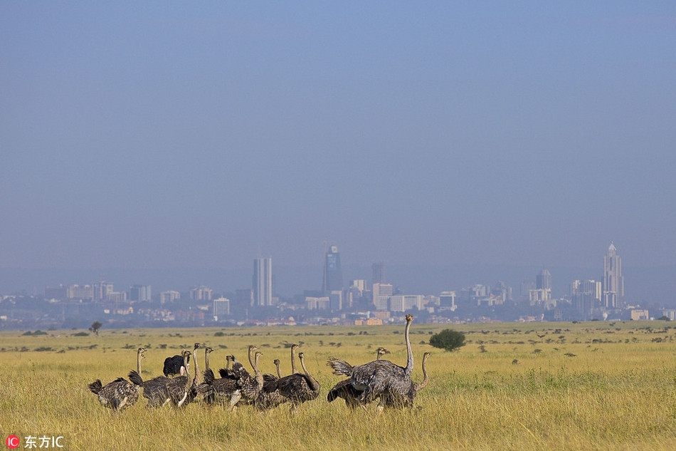 Hinh anh dong vat that ngo nhu sieu thuc, ai cung choang-Hinh-3