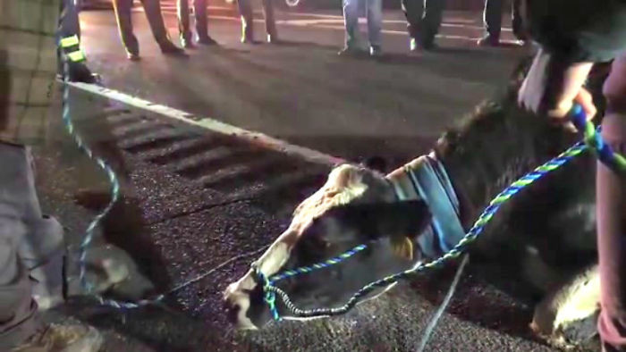 Một con bò mẹ mang thai có tên là Brianna đã nhảy khỏi tầng thứ 2 của chiếc xe tải và trốn thoát khỏi hành trình tử thần đến lò mổ.