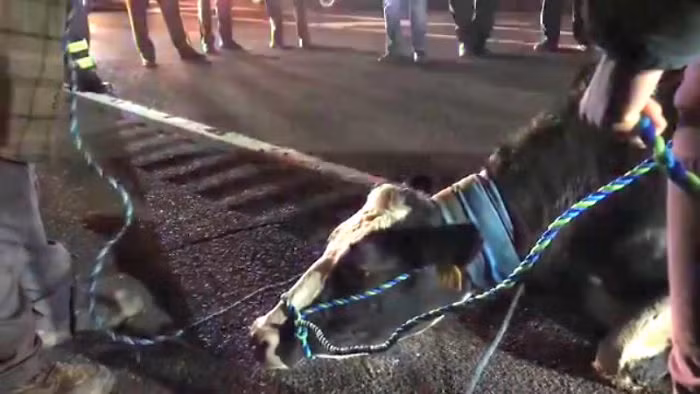 Một con bò mẹ mang thai có tên là Brianna đã nhảy khỏi tầng thứ 2 của chiếc xe tải và trốn thoát khỏi hành trình tử thần đến lò mổ.