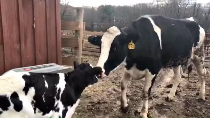 Ngay khi đến khu bảo tồn Skylands of Wantage, Brianna đã hạ sinh một con bò con, được đặt tên là Winter. Cả hai mẹ con bò hiện đều an toàn và được chăm sóc chu đáo.