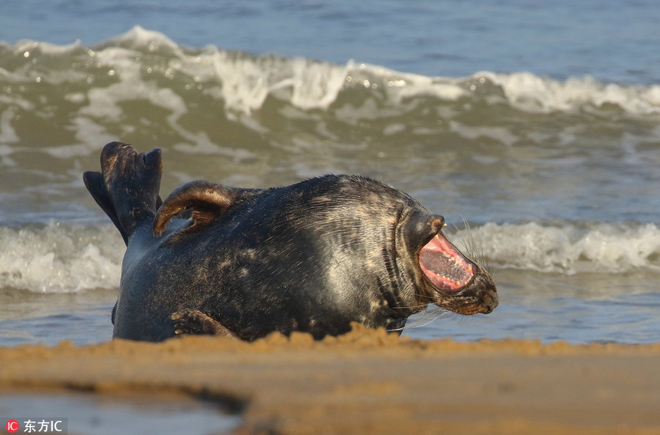 Cũng là hải cẩu nhưng lần này là hải cẩu xám. Chú ta cười to đến mức ngửa cả thân hình lên trời, không thiết tha tạo dáng hay giữ hình tượng nữa. Chắc hẳn hải cẩu xám đã gặp được chuyện cực kỳ phấn khích, vui vẻ.