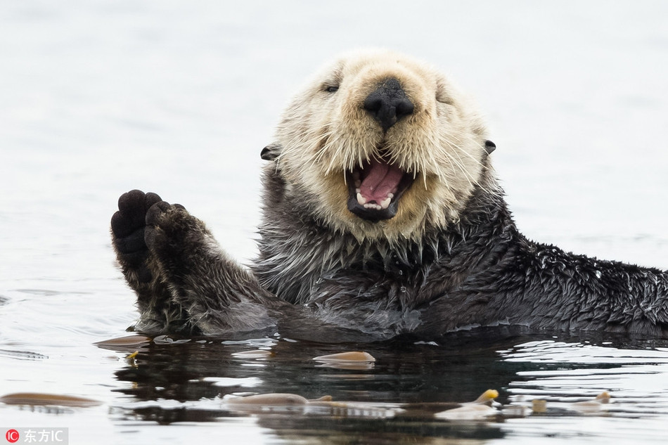 Rái cá tạo dáng rất chuyên nghiệp khi thấy ống kính máy ảnh. Thậm chí ngay cả khi đang ở dưới nước, nó cũng có thể khiến bản thân trở nên thu hút với điệu bộ và nụ cười duyên dáng của mình.
