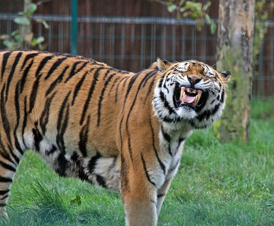 Trong ảnh là một con hổ cười vui vẻ đến tít mắt. Nó dường như chẳng màng đến hình tượng chúa sơn lâm oai dũng, uy nghiêm của mình. Hình ảnh động vật cười vui nhộn khiến nhiều người không khỏi thích thú.