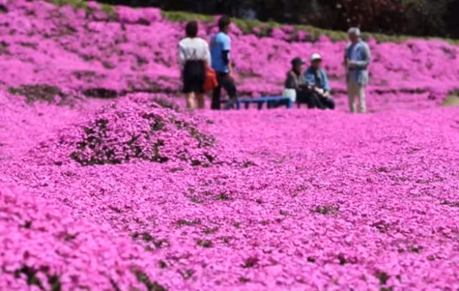 Hành động thể hiện tình yêu của cụ ông cuối cùng cũng giúp cụ bà mỉm cười một lần nữa. Câu chuyện tình cảm động của 2 cụ đã thu hút nhiều du khách đến nhà hơn họ tưởng tượng.