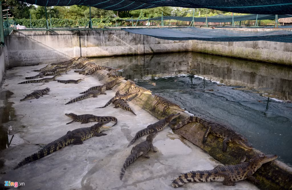 Các cơ sở, doanh nghiệp có trang trại cá sấu thừa nhận đây là giai đoạn khó khăn nhất của ngành này. Nguyên nhân vì từ trước đến nay người nuôi cá sấu phụ thuộc quá lớn vào thị trường nước ngoài, không chủ động liên kết sản xuất trong nước. Thương lái lợi dụng tình hình khó khăn của các hộ chăn nuôi nhỏ lẻ số lượng ít, không tìm được đầu ra ổn định nên càng ép giá, gây bất an cho người nuôi.