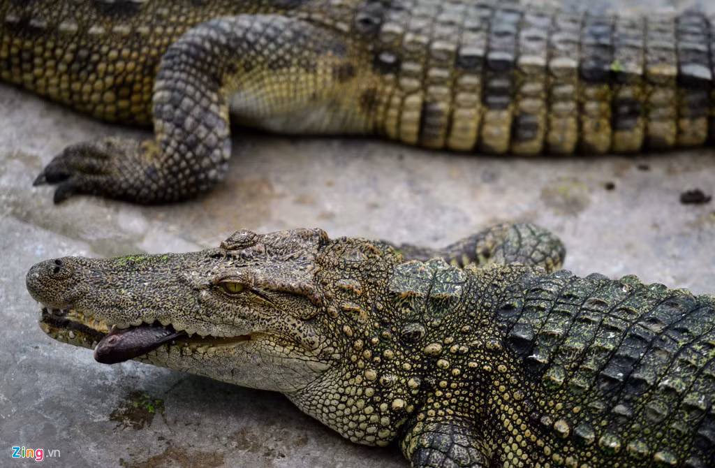 Cá sấu thương phẩm được nuôi riêng trong những chiếc chuồng rộng khoảng 50 m2. Khi đạt cân nặng 20-30 kg, cá thịt sẽ được xuất bán, lấy da để phục vụ riêng cho xưởng sản xuất.