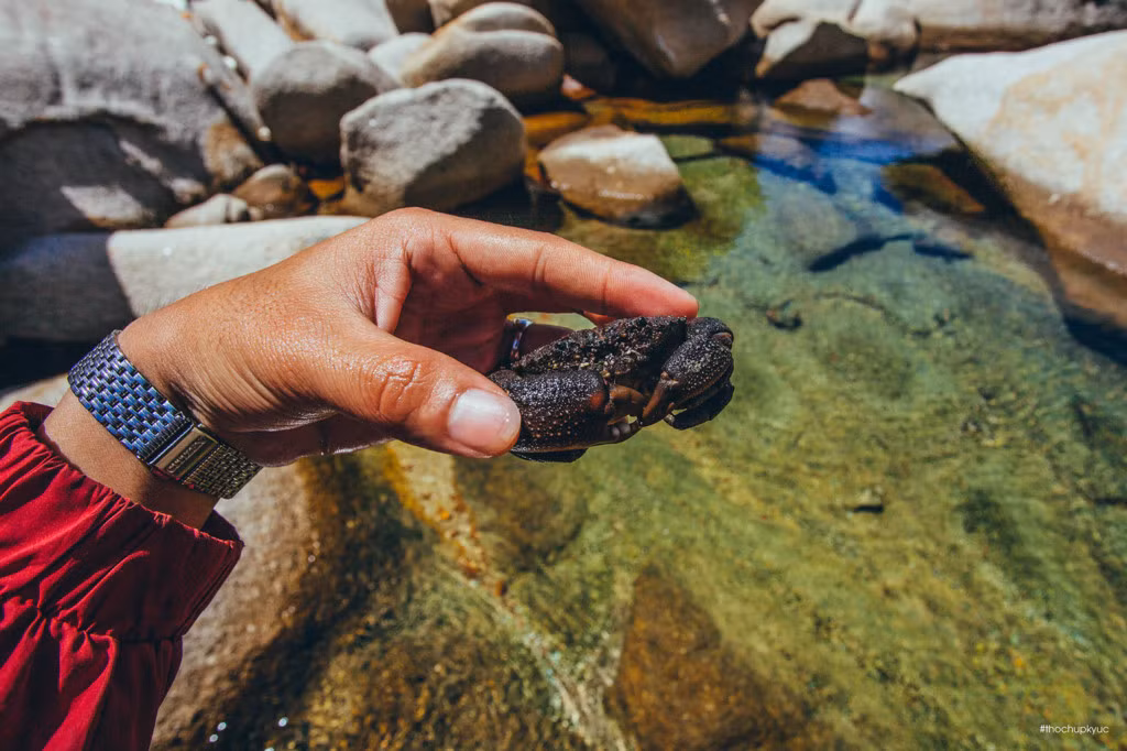 Ven các bãi đá còn có cả san hô và cua.