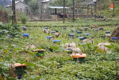 That nghiep ve nui nuoi ga den lai thanh trieu phu-Hinh-2