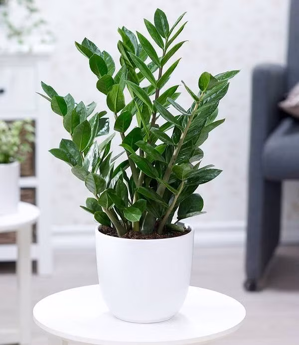 Tuy nhiên, bạn chỉ nên đặt cây kim tiền trong phòng khách, văn phòng chứ không nên đặt trong phòng ngủ hay phòng tắm. 