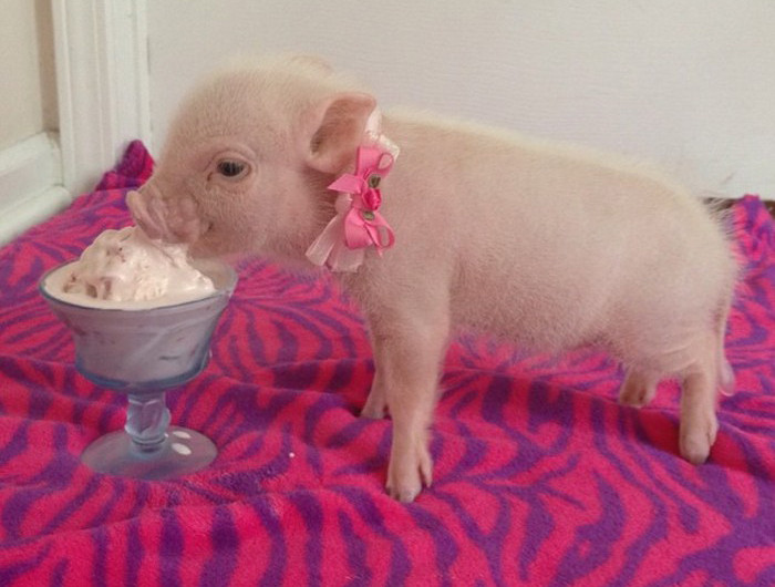 Mặc dù được đặt mua rầm rộ, theo các chuyên gia thú y ở TP HCM, người nuôi không nên chạy theo xu hướng vì loại lợn này khá giống với lợn Móng Cái Việt Nam. Mức giá 2-5 triệu một con là quá cao. Trong khi lợn con Việt giá bán ra chỉ vài trăm nghìn đồng đối với loại 2-3 kg. Mặt khác, dịch tả lợn châu Phi đang bùng phát nên nếu không được kiểm soát, các con lợn này dễ mắc bệnh và lây lan dịch.