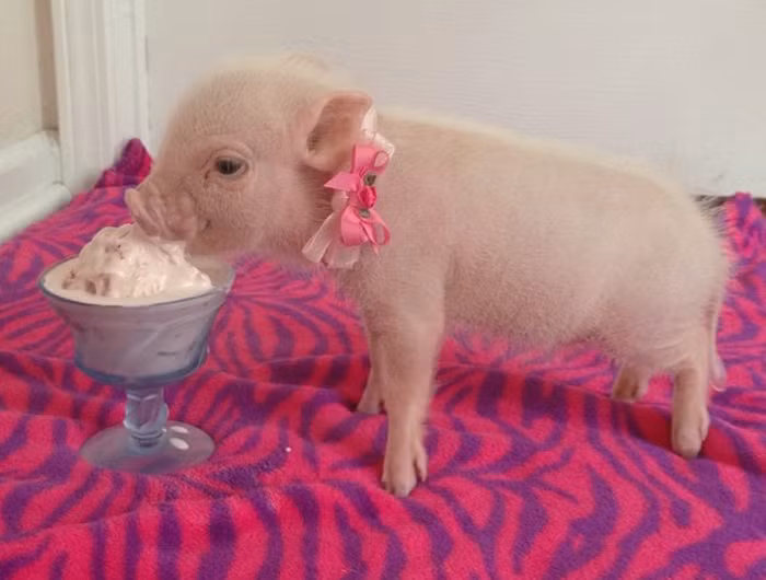 Mặc dù được đặt mua rầm rộ, theo các chuyên gia thú y ở TP HCM, người nuôi không nên chạy theo xu hướng vì loại lợn này khá giống với lợn Móng Cái Việt Nam. Mức giá 2-5 triệu một con là quá cao. Trong khi lợn con Việt giá bán ra chỉ vài trăm nghìn đồng đối với loại 2-3 kg. Mặt khác, dịch tả lợn châu Phi đang bùng phát nên nếu không được kiểm soát, các con lợn này dễ mắc bệnh và lây lan dịch.