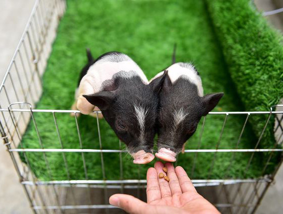 Tuổi thọ của mỗi con lợn cảnh mini cũng kéo dài hơn các loại lợn nuôi lấy thịt, đặc biệt trọng lượng tối đa của chúng cũng chỉ lên tới khoảng 20-30kg/con. Ánh cho biết, từ khi nuôi lợn mini làm cảnh, cô nhận ra đây là loại vật rất thông minh, dễ thương và tình cảm. Chúng cũng ưa sạch sẽ và biết thể hiện sự yêu quý đối với chủ nuôi.