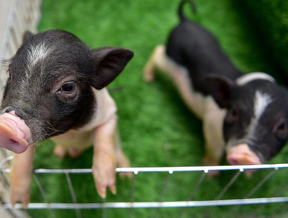 Lợn cảnh mini được nhập từ Thái Lan hoặc Trung Quốc. So với các giống lợn truyền thống, loại lợn cảnh này được quảng cáo là có kích cỡ nhỏ, hoa văn đẹp và ưa sạch sẽ. Trung bình, giá dao động từ 2-3 triệu đồng/ con, tùy loại.