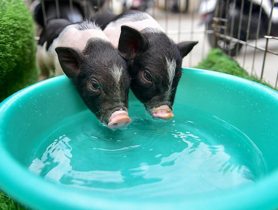  Một con lợn cảnh đẹp phải đảm bảo các yếu tố: chân ngắn, hoa văn bộ lông đẹp, các khoang đen hồng rõ ràng, đặc biệt lưng phải võng, thân hình cân đối, hài hòa. Lợn cảnh càng có hình dáng đẹp càng được trả giá cao.