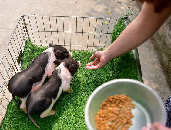 Tuổi thọ của mỗi con lợn cảnh mini cũng kéo dài hơn các loại lợn nuôi lấy thịt, đặc biệt trọng lượng tối đa của chúng cũng chỉ lên tới khoảng 20-30kg/con. Ánh cho biết, từ khi nuôi lợn mini làm cảnh, cô nhận ra đây là loại vật rất thông minh, dễ thương và tình cảm. Chúng cũng ưa sạch sẽ và biết thể hiện sự yêu quý đối với chủ nuôi.